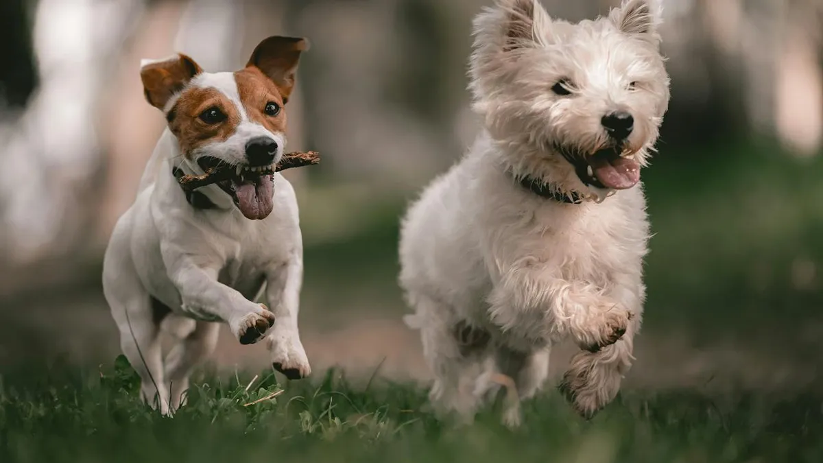 Modelo de site para Pet Shops: Solar Pet