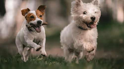 Modelo de site Pet Shops: Solar Pet